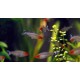 TETRA BLEHEROVA - Hemigrammus bleheri