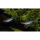 TETRA BLEHEROVA - Hemigrammus bleheri