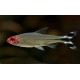 TETRA BLEHEROVA - Hemigrammus bleheri