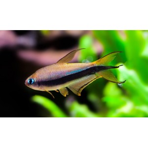 TETRA C&Iacute;SAŘSK&Aacute; - Nematobrycon palmeri