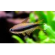 TETRA CÍSAŘSKÁ - Nematobrycon palmeri