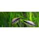 TETRA CÍSAŘSKÁ - Nematobrycon palmeri