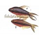 TETRA CÍSAŘSKÁ - Nematobrycon palmeri