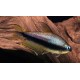 TETRA CÍSAŘSKÁ - Nematobrycon palmeri