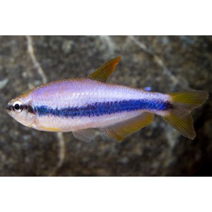 TETRA KR&Aacute;LOVSK&Aacute; - Inpaichthys kerri