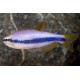 TETRA KRÁLOVSKÁ - Inpaichthys kerri