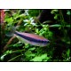 TETRA KRÁLOVSKÁ - Inpaichthys kerri