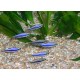 TETRA KRÁLOVSKÁ - Inpaichthys kerri