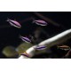 TETRA KRÁLOVSKÁ - Inpaichthys kerri