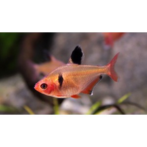 TETRA KRVAV&Aacute; -  Hyphessobrycon callistus