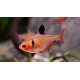 TETRA KRVAVÁ -  Hyphessobrycon callistus