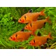 TETRA KRVAVÁ -  Hyphessobrycon callistus