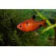 TETRA KRVAVÁ -  Hyphessobrycon callistus