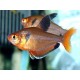 TETRA KRVAVÁ -  Hyphessobrycon callistus