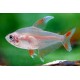 TETRA OZDOBNÁ WHITE FIN - Hyphessobrycon ornatus white fin