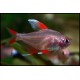 TETRA OZDOBNÁ WHITE FIN - Hyphessobrycon ornatus white fin