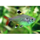 TETRA PRŮSVITN&Aacute; -Pristella maxillaris