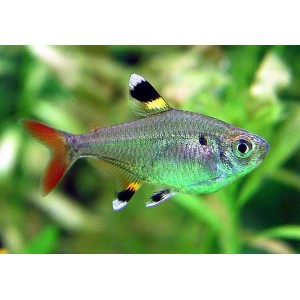 TETRA PRŮSVITN&Aacute; -Pristella maxillaris