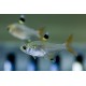TETRA PRŮSVITNÁ -Pristella maxillaris