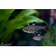 TETRA PRŮSVITNÁ -Pristella maxillaris