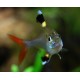 TETRA PRŮSVITNÁ -Pristella maxillaris