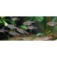 TETRA PRŮSVITNÁ -Pristella maxillaris