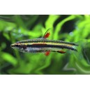 DROBNO&Uacute;STKA TRPASLIČ&Iacute; - Nannostomus marginatus