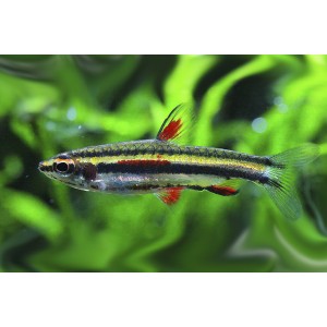 DROBNO&Uacute;STKA TRPASLIČ&Iacute; - Nannostomus marginatus