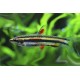 DROBNOÚSTKA TRPASLIČÍ - Nannostomus marginatus