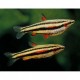 DROBNOÚSTKA TRPASLIČÍ - Nannostomus marginatus