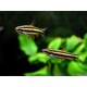 DROBNOÚSTKA TRPASLIČÍ - Nannostomus marginatus