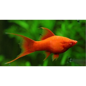 MEČOVKA V&Iacute;DEŇSK&Aacute; - Xiphophorus helleri Vienna