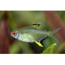 TETRA CITRONOV&Aacute; - Hyphessobrycon pulchripinnis