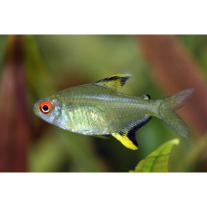 TETRA CITRONOV&Aacute; - Hyphessobrycon pulchripinnis