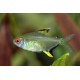 TETRA CITRONOVÁ - Hyphessobrycon pulchripinnis