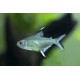 TETRA CITRONOVÁ - Hyphessobrycon pulchripinnis