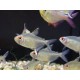 TETRA CITRONOVÁ - Hyphessobrycon pulchripinnis