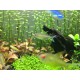 TETRA CITRONOVÁ - Hyphessobrycon pulchripinnis