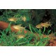 TETRA CITRONOVÁ - Hyphessobrycon pulchripinnis