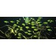 TETRA CITRONOVÁ - Hyphessobrycon pulchripinnis