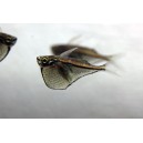SEKERNATKA DROBN&Aacute; - Carnegiella marthae