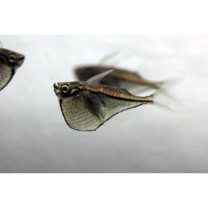 SEKERNATKA DROBN&Aacute; - Carnegiella marthae