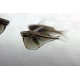 SEKERNATKA DROBNÁ - Carnegiella marthae