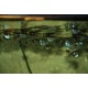 SEKERNATKA DROBNÁ - Carnegiella marthae