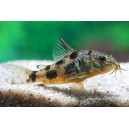 PANC&Eacute;ŘN&Iacute;ČEK SKVRNIT&Yacute; - Corydoras paleatus