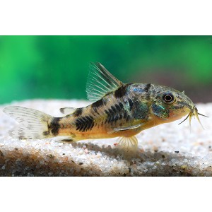 PANC&Eacute;ŘN&Iacute;ČEK SKVRNIT&Yacute; - Corydoras paleatus