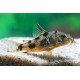 PANCÉŘNÍČEK SKVRNITÝ - Corydoras paleatus