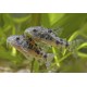 PANCÉŘNÍČEK SKVRNITÝ - Corydoras paleatus