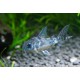 PANCÉŘNÍČEK SKVRNITÝ - Corydoras paleatus