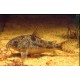 PANCÉŘNÍČEK SKVRNITÝ - Corydoras paleatus